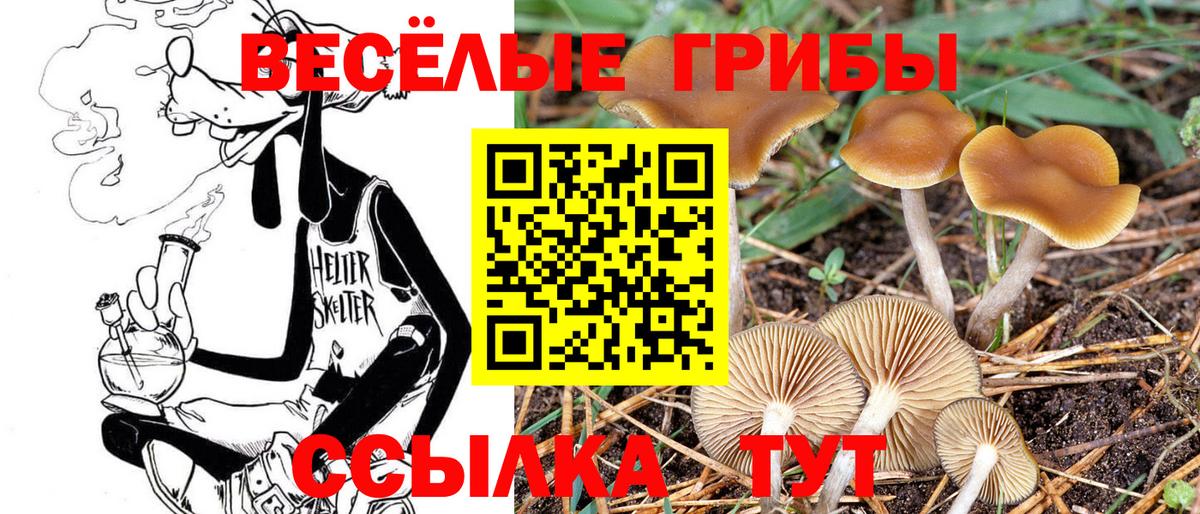 Галлюциногенные грибы Cubensis Лесосибирск